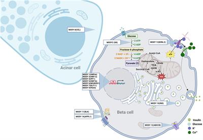 Modelling human diabetes ex vivo: a glance at maturity onset diabetes of the young